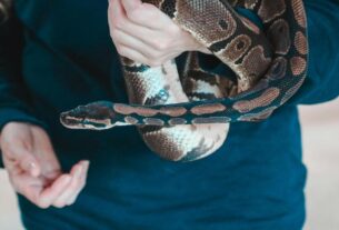 Easy Snake to Take Care Of A Beginner's Guide