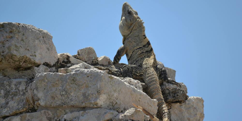 Health and Wellness in iguana