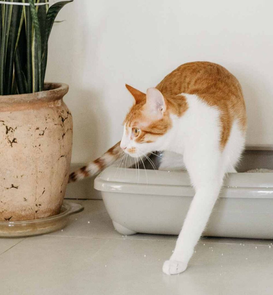 How to train a kitten to use a litter box pets lover guide